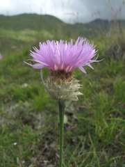 Psephellus caucasicus