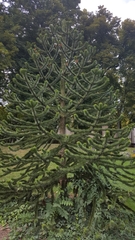 Araucaria araucana