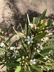 Philotheca myoporoides