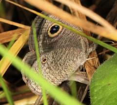 Ypthima impura paupera