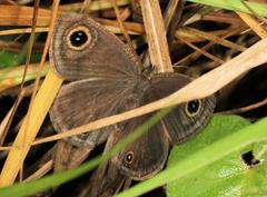 Ypthima impura paupera