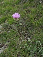 Psephellus caucasicus