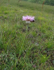 Psephellus caucasicus