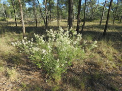 Olearia subspicata