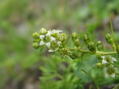 Thesium procumbens
