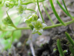 Thesium procumbens