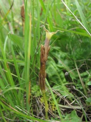 Gentiana aquatica