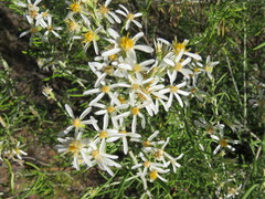 Olearia subspicata