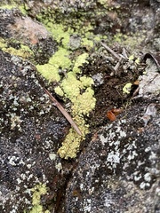 Arthrorhaphis citrinella