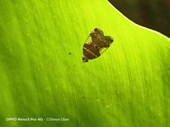 Lophopinae