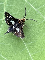 Thyris usitata