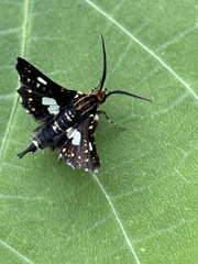 Thyris usitata