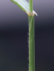 Setaria verticillata ambigua