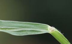 Setaria verticillata ambigua