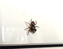 Salticinae