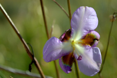 Aristea teretifolia