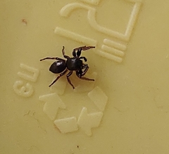 Salticinae