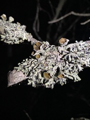 Hypogymnia occidentalis