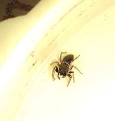 Salticinae