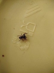 Salticinae
