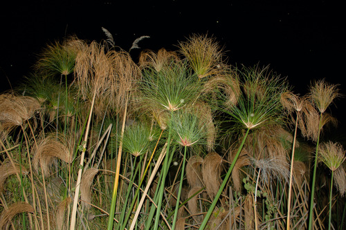 Cyperus papyrus image