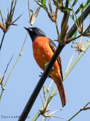 Pericrocotus flammeus