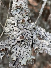 Hypogymnia occidentalis