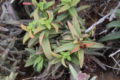Crassula fusca