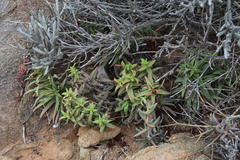 Crassula fusca
