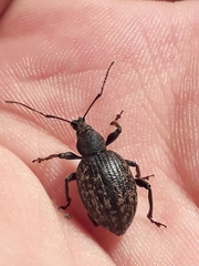 Otiorhynchus aurifer