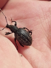 Otiorhynchus aurifer