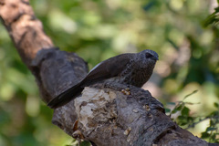 Turdoides hartlaubii