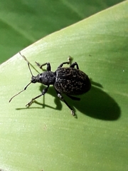 Otiorhynchus aurifer