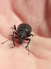 Otiorhynchus aurifer