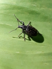 Otiorhynchus aurifer