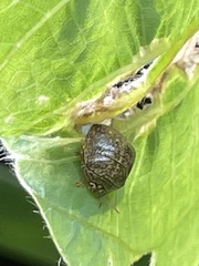 Megacopta punctatissima