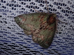 Dindica virescens