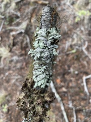 Hypogymnia occidentalis