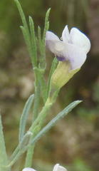 Psoralea forbesiae