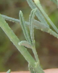 Psoralea forbesiae