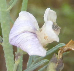 Psoralea forbesiae