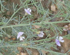 Psoralea forbesiae