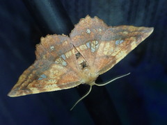 Garaeus specularis