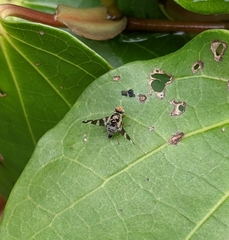 Procecidochares alani