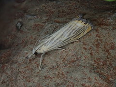 Flavocrambus striatellus