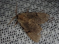 Lophocosma sarantuja