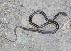Cope's Black-Striped Snake photo 4