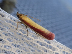Oncocera semirubella