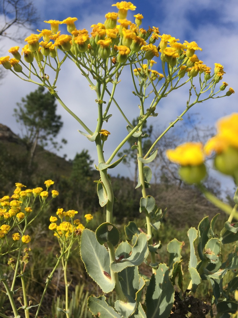 Poorflower Babooncabbage