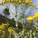 Othonna parviflora - Photo (c) slivesey,  זכויות יוצרים חלקיות (CC BY-NC)